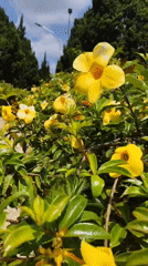 Visitor documents blooming flowers at Da Lat garden Vietnam