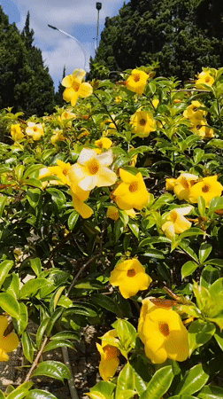 Visitor documents blooming flowers at Da Lat garden Vietnam