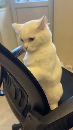 White cat spotted on office chair in Saratov