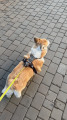 Corgi walks through Krasnoyarsk streets and parks on sunny morning