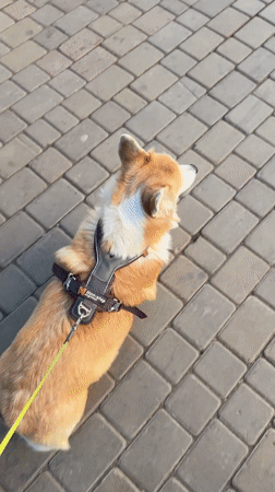 Corgi walks through Krasnoyarsk streets and parks on sunny morning