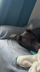 Pit bull dog recorded resting on bed in Varna
