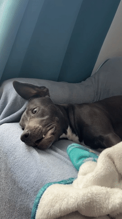 Pit bull dog recorded resting on bed in Varna