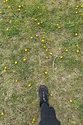 A person wearing black pants and black sneakers walks across a grassy field dotted with yellow dandelions. The camera is positioned above, looking down at the person's feet as they move forward. The grass is a mix of green and brown patches.