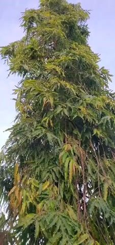 A low-angle, medium shot shows a tree with dark green leaves covering its branches, which point upward. The leaves near the top are light green, while those at the bottom are dark green. The leaves are covered in raindrops, indicating a recent rain. The camera slowly zooms in and pans slightly to the right, showing more of the tree's foliage. The sky is visible at the top of the video and is a clear, light blue.