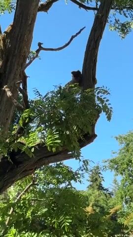 A monkey is seen climbing up a tall tree with green foliage against a clear blue sky. The monkey is dark in color and moves methodically up the tree trunk and onto the branches. The surrounding environment consists of other trees and greenery, indicating a park or forest setting. The camera angle is low, looking up at the monkey in the tree.