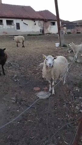The video shows a group of sheep in a rural farmyard. In the foreground, a white sheep with a tag in its ear faces the camera and appears to be bleating. To the left of the white sheep, a black sheep stands with its back to the camera. Further in the background, another white sheep is visible. Behind the sheep, there is a dilapidated building with a red-tiled roof and a dirt yard. A wooden post and a white bucket are also present in the background. The ground is muddy and appears to be unfenced in some areas. The lighting suggests it may be late afternoon or early evening.