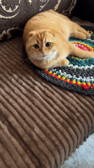 Orange Scottish Fold cat rests on furniture in Voronezh