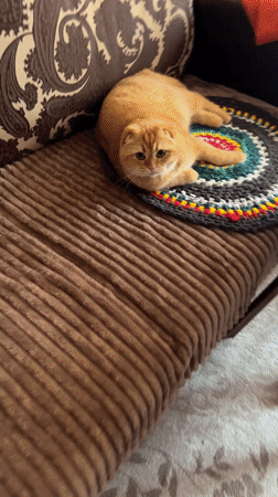 Orange Scottish Fold cat rests on furniture in Voronezh