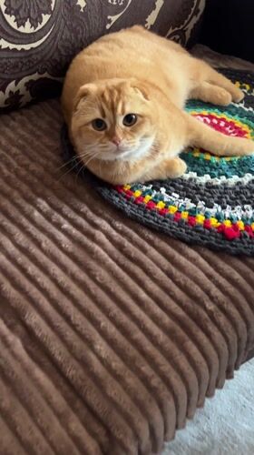 Orange Scottish Fold cat rests on furniture in Voronezh