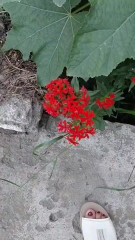 The video showcases a cluster of bright red flowers, possibly Lychnis, in full bloom. These flowers are growing amidst a natural setting, with large green leaves of another plant arching over them from above. The foreground is dominated by a rough, textured concrete surface, with a few blades of grass interspersed. To the left, there are rough, grey rocks, and some dry plant debris. In the bottom right corner of the frame, a person's bare foot is visible, wearing a simple white sandal. The foot is positioned on the concrete, suggesting the viewer is standing close to the flowers. The lighting suggests it's daytime, likely outdoors. The overall impression is a close-up view of nature's beauty juxtaposed with an everyday, urban element (the concrete and sandal). The setting, Terek-Say, Kyrgyzstan, implies a rural or semi-rural location, where such natural flora might be found alongside constructed paths or areas. No visible text is present in the video.