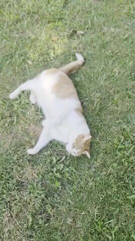A white and orange cat lies on its side in green grass. The cat's paws are extended and its head is lowered, appearing to focus on something on the ground. The camera is positioned above the cat, looking down at an angle. The sun is shining, casting shadows on the grass. There are no other animals or people visible in the frame, except for a foot wearing a gray sandal at the bottom edge of the frame in the second clip.
