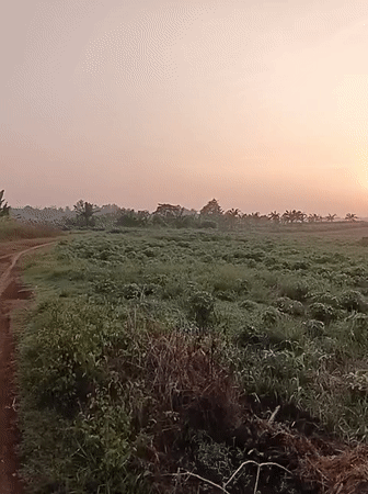 Sunrise illuminates agricultural fields in Kemang, Indonesia