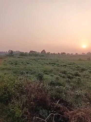 Sunrise illuminates agricultural fields in Kemang, Indonesia