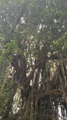 Morning documentation of banyan tree and tropical garden in Marna