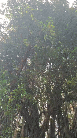 Morning documentation of banyan tree and tropical garden in Marna