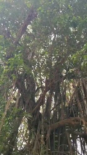 Morning documentation of banyan tree and tropical garden in Marna