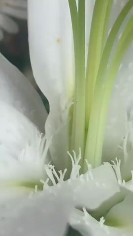 This is a close-up video of a white lily flower in bloom. The pistil and stamens are prominently displayed, with vibrant orange anthers at the tips of the stamens. The petals of the lily are white and appear to have water droplets on them. In the background, a daisy is visible, along with green foliage. The lighting suggests an outdoor environment, likely a garden.