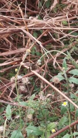 The camera focuses on a natural ground-level scene. Dry, brown twigs and stalks are densely scattered, forming a base layer. Interspersed among the dry material are patches of green vegetation, including leafy plants and thin-stemmed plants with small yellow and white flowers. The camera is slightly out of focus. There are no people present in the video.
