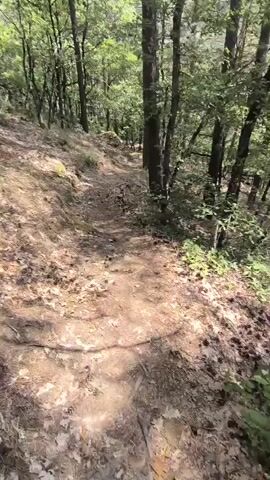 The video shows a first-person perspective of someone walking on a dirt path through a forest. The path is covered in dry leaves and pinecones. Sunlight filters through the trees, casting dappled shadows on the ground. The person is wearing black shorts and white sneakers. The camera pans slightly to the left and right, revealing the dense foliage and trees on either side of the path. The terrain appears to be slightly uphill.