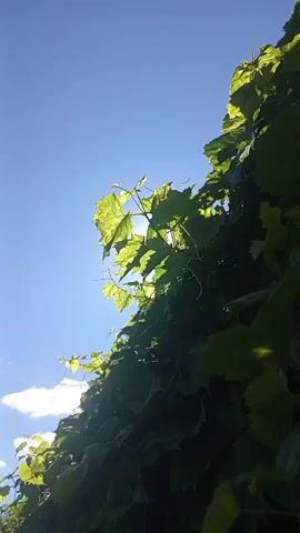 This is a low-angle video clip of a bright sun shining through green leaves of a plant, possibly a vine. The sky is blue with a few white clouds visible. The sun is creating lens flare and appears to be partially obscured by the foliage, causing rays of light to beam outwards. The leaves are lush and green, indicating a healthy plant in a sunny environment.
