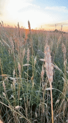 Golden hour over a wheat field in rural Russia