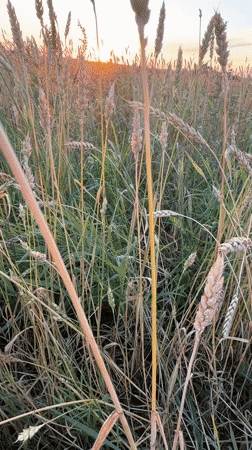 Golden hour over a wheat field in rural Russia