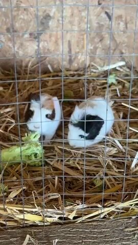 Two guinea pigs are eating broccoli in a wire cage. The cage is filled with hay. One guinea pig is white with black markings. The other guinea pig is brown, white, and orange.