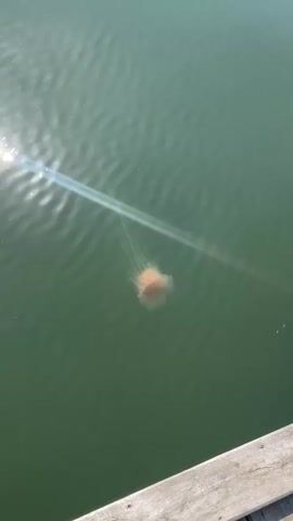 A single jellyfish floats in green water near a wooden dock. Sunlight glints off the water's surface, creating streaks of light. The jellyfish is orange and has long, thin tentacles trailing beneath it. The water appears calm with small ripples.