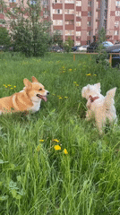 Two dogs play together in grassy area in Samara