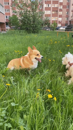 Two dogs play together in grassy area in Samara