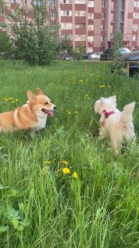 Two dogs play together in grassy area in Samara