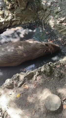 Two capybaras are partially submerged in dark, murky water within a shallow, rocky enclosure. The capybara on the left is facing left, with its head resting in the water. The capybara on the right is facing away from the camera, also with its head lowered into the water. Their coarse, brown fur is wet and matted. The surrounding environment appears to be a naturalistic enclosure with rough, light-colored rock formations and some dry ground with scattered leaves and a small piece of wood. Sunlight filters through the foliage above, casting dappled shadows on the scene.