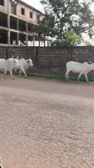 Cattle and sheep herd moves along dirt road in Nigeria