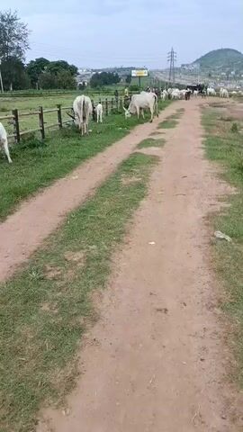The video shows a dirt road with a herd of cattle walking on it. The cattle are mostly white and appear to be a type of zebu cattle. There are also a few people visible in the video, some of whom are interacting with the cattle. The environment appears to be rural, with green fields and trees in the background. There is also a hill and some buildings in the distance. The sky is overcast. The camera is moving, giving the impression of someone walking or driving through the scene.