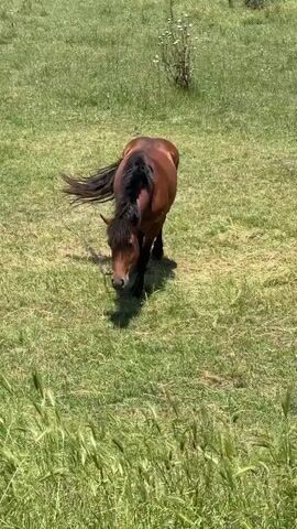 A brown horse stands in a grassy field, occasionally lowering its head to graze. The horse is facing the camera at the end of the clip. The field is covered in green grass and some white flowers are visible in the background. The sky is cloudy.