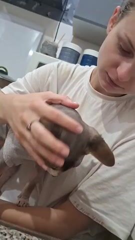 A person wearing a white t-shirt pets a hairless cat wearing a light grey t-shirt. The person's left arm is around the cat, holding it close to their chest. The cat is looking downwards. The person's right hand is petting the cat's head. In the background, there is a white countertop and some containers on shelves.