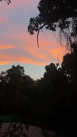 The video shows a time-lapse of a sunset through trees. The sky is orange and pink, with clouds moving across it. The trees are dark silhouettes against the sky. The camera is static.