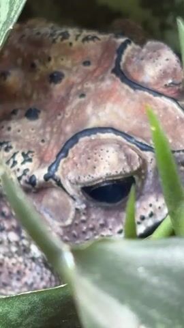 A close-up shot focuses on the eye of a frog peeking through green leaves. The frog's skin is a mottled brown and reddish color with black spots and black lines outlining its eye area. The eye itself is dark, with a visible pupil. The surrounding leaves are blurred, creating a shallow depth of field that emphasizes the frog's eye.