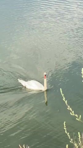 A white swan swims in green water. The swan is facing right and is reflected in the water below it. To the right of the swan, there are some thin green stalks with small buds on them. The water has ripples and the sky is cloudy.