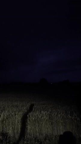 A dark night scene shows a dimly lit field of grain. A long shadow of a person, presumably the videographer, is cast across the field. The sky is dark blue with some lighter clouds. In the distance, there are faint lights that could be from a house or village. The shadow moves slightly, indicating the person is either shifting their weight or walking. The lighting suggests a flashlight or headlights are being used, illuminating the foreground of the field.