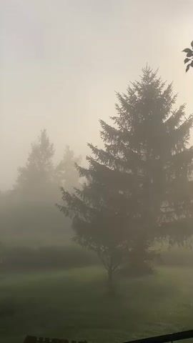 A vertical, high-angle shot shows a dense fog blanketing a landscape of trees and grass. The main focus is on a large evergreen tree in the center, its silhouette dark against the hazy, light-colored sky. In the background, other trees are dimly visible through the fog. The grass in the foreground is a muted green, and a hint of a dark railing or fence runs along the bottom edge of the frame. The sun is setting or rising, casting a soft, diffused light through the fog, creating a serene and somewhat ethereal atmosphere. There are no people or discernible actions taking place; it is a still, natural scene.