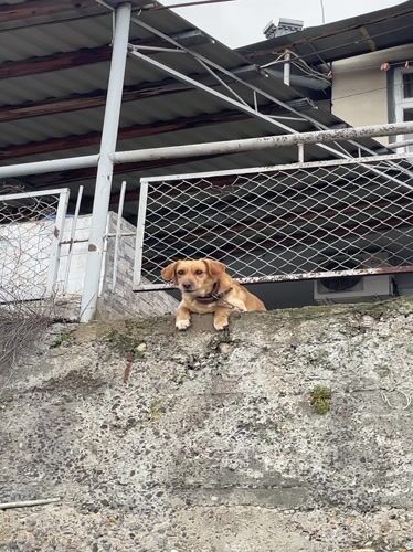 Dog spotted on concrete ledge in Gagra, Abkhazia