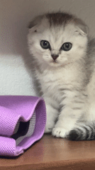Kitten grooming session observed on wooden shelf in Moscow