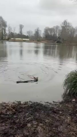 A light-brown dog swims with a long stick in its mouth through a body of water toward the camera. The dog's tail is up and wagging. The dog exits the water, still carrying the stick, and runs past the camera. The ground appears to be covered with fallen leaves.