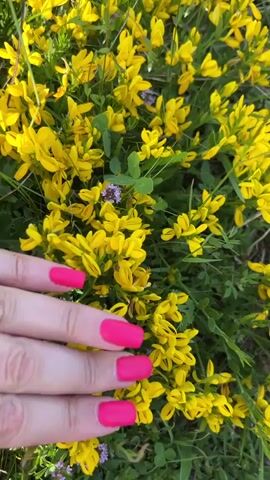 The video shows a close-up of a hand with bright pink painted fingernails reaching towards a patch of yellow flowers and green foliage. The hand is positioned in the lower left quadrant of the frame, with the fingers gently touching or resting amongst the flowers. The focus is sharpest on the hand and the flowers immediately surrounding it, while the background remains slightly blurred. The lighting suggests an outdoor setting, likely during the day, with natural light illuminating the scene. There are no other visible people or objects besides the hand, flowers, and foliage.