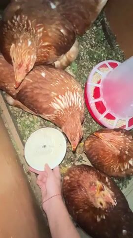 The media file depicts a close-up, high-angle view of several brown and white chickens gathered around a shallow white dish held by a human hand. The chickens are pecking at the contents of the dish, which appears to be a light-colored liquid or paste. The scene takes place indoors, likely in a coop or a similar enclosure, with straw and wood shavings scattered on the ground. A red and white chicken feeder is visible in the background. The lighting suggests it could be daytime, although no specific weather conditions are discernible. The focus is on the chickens' feeding activity, with their heads lowered towards the dish. The human hand, adorned with a red and white string bracelet, is the only human element visible, and its presence indicates interaction with the animals. There is no visible text within the media file. The context provided indicates the location is Mezhdurechenskiy, Russia.