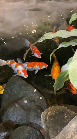 Inside a moody, plant-filled koi pond café in Đà Nẵng