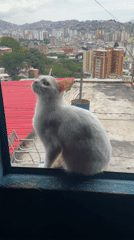 Cat spotted on Caracas window sill overlooking cityscape