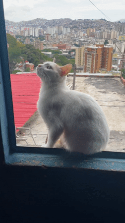 Cat spotted on Caracas window sill overlooking cityscape